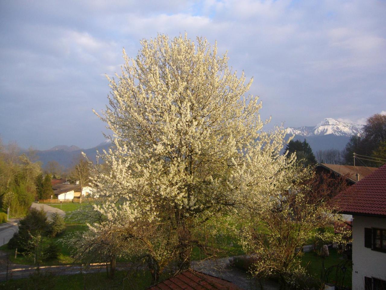 Donebauer